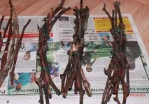 Як зберігати живці живців