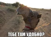 КАРТИНКИ про ПРИКОЛИ з написами СМІШНИМИ до сліз! картинки