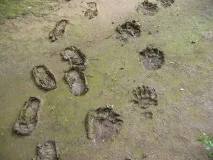 качки