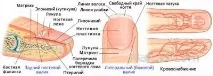 Касторова олія для росту нігтів і кутикули - техніка застосування нігтів