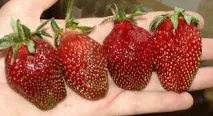 описание ruby