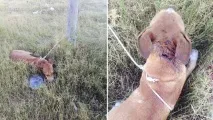 приближи когато