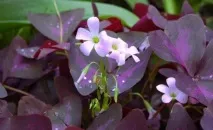 Кислиця садова посадка та догляд у відкритому ґрунті, фото, сорти кислиця