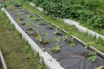Полуниця під укривним чорним матеріалом - посадка та вирощування полуниця