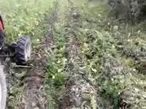 плотове защо