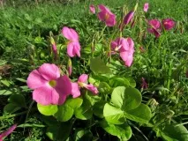 Кислиця садова посадка та догляд у відкритому ґрунті, фото, сорти садова