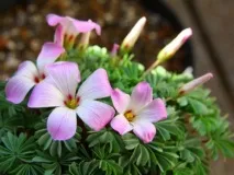 Кислиця садова посадка та догляд у відкритому ґрунті, фото, сорти садова