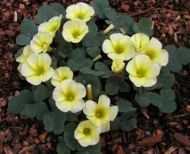 oxalis oxalis