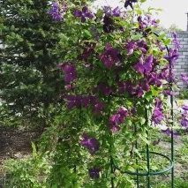 Клематиси фото, посадка, догляд, вирощування клематиси
