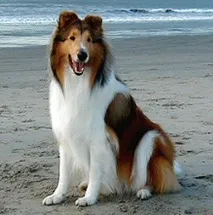 коллі