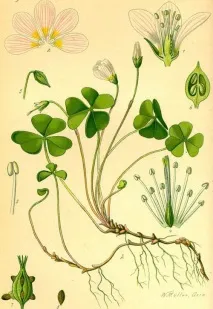 oxalis oxalis