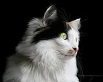 Котячий гороскоп — Кішка Овен 21 березня 20 квітня Особливості характеру нетерплячість гороскоп