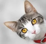 Котячий гороскоп — Кішка Овен 21 березня 20 квітня Особливості характеру нетерплячість овен