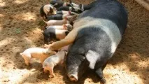 Годування поросят ссунків і свиноматки після відлучення дитинчат ссунків