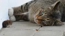 Котяча природа міфи і справді котяча