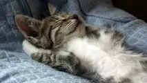 Котяча природа міфи і справді природа