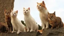 Котячі острови в океані котячі