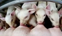 Годування поросят ссунків і свиноматки після відлучення дитинчат поросят