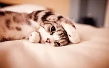 Котяча природа міфи і справді котяча