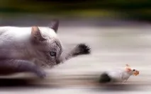 Котяча природа міфи і справді котяча