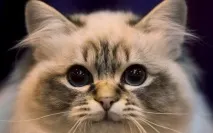 Котяча природа міфи і справді котяча