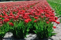 Красиві квітучі поля України квітучі