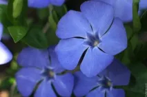 Красиві квітучі поля України квітучі