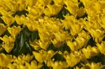 Красиві квітучі поля України україни