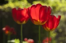 Красиві квітучі поля України україни