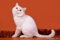 Котячий хвіст, хвіст кішки, важливий хвіст кішки, балансування, падіння кішок, легенда кішки менкс, важливий