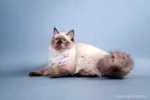 Котячий хвіст, хвіст кішки, важливий хвіст кішки, балансування, падіння кішок, легенда кішки менкс, балансування