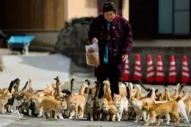 Котячі острови в океані котячі