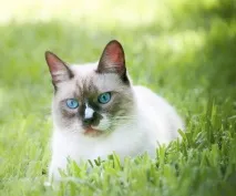Котяча природа міфи і справді міфи
