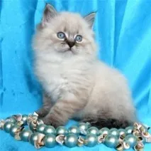 кучета котки
