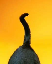 Котячий хвіст, хвіст кішки, важливий хвіст кішки, балансування, падіння кішок, легенда кішки менкс, важливий