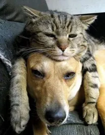 Котяча природа міфи і справді природа