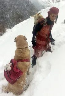 Коза народила козеня на пасовищі і мало не загинула народила