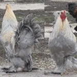кокошки носачки