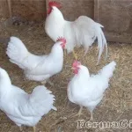 джудже джудже