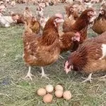кокошки кокошки