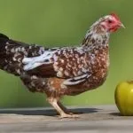 кокошки носачки