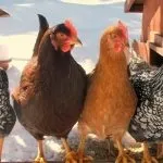 кокошки кокошки
