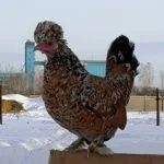 кокошки джудже