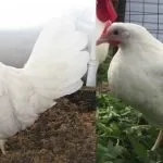 кокошки кокошки