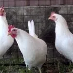 носачки джудже