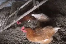 вътрешното вътрешното
