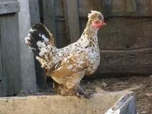 носачки носачки