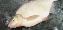 ледена платика