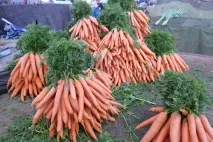 сортове моркови