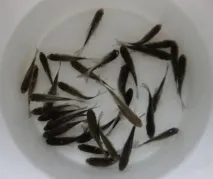 жива стръв стръв